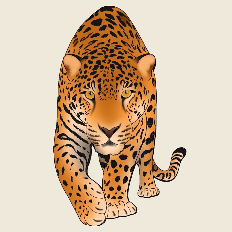 Leopard Big Cat 