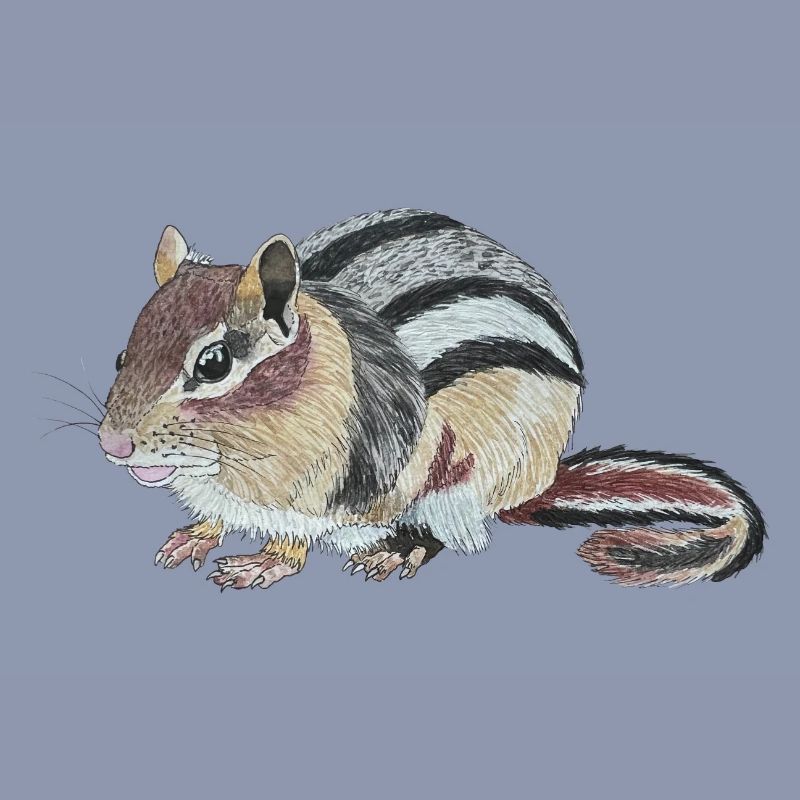Chipmunk Chipmunk Cheek Squirrel Burunduk