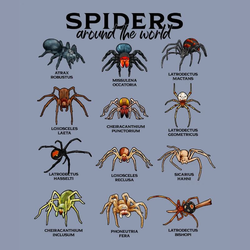 Araignées dans le monde - Araignées