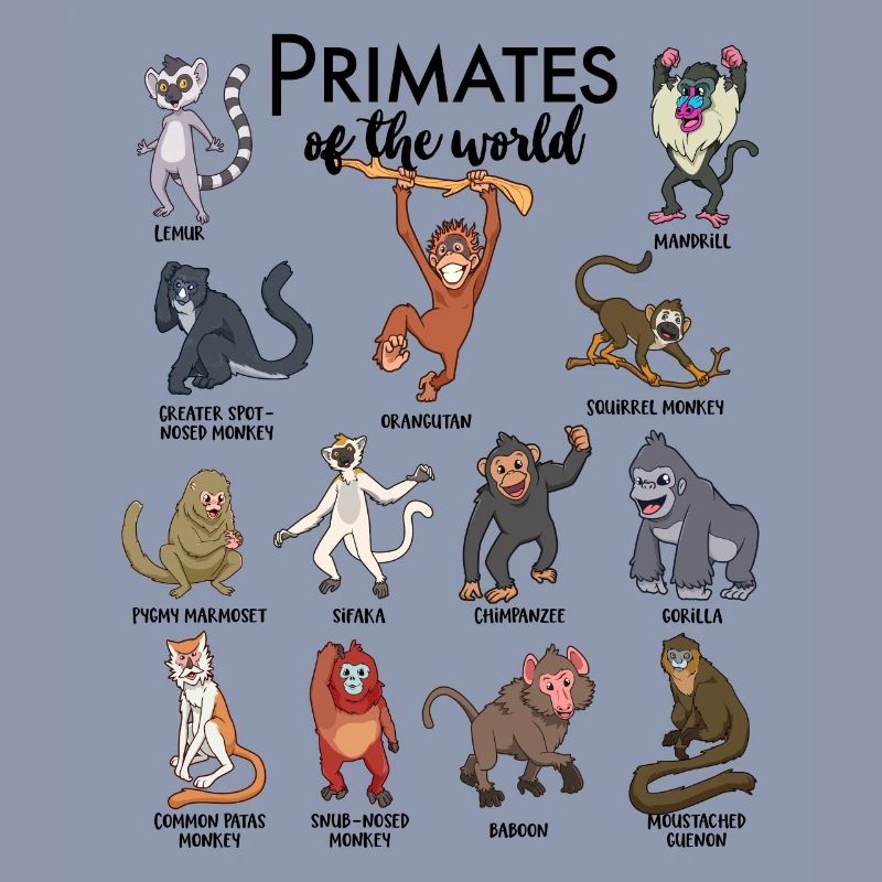 Différents singes - Types de primates
