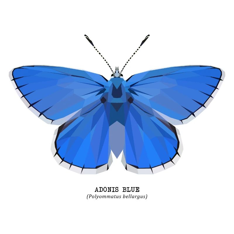 Adonis Bleu