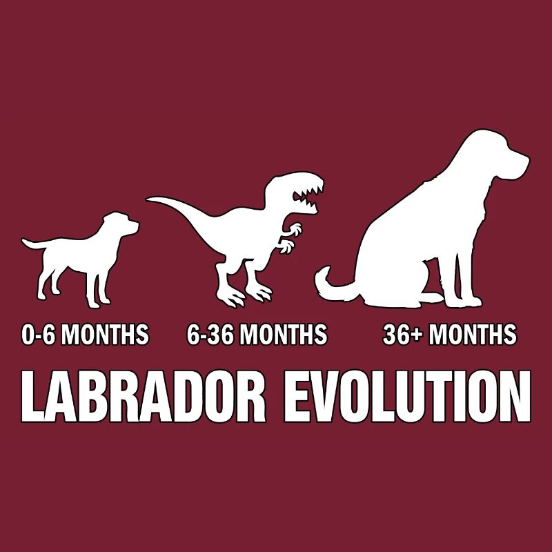 Labrador Evolution