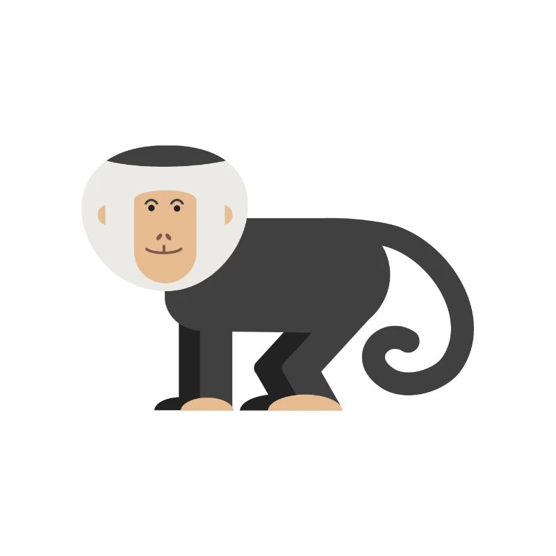 Monkey Capuchin monkey