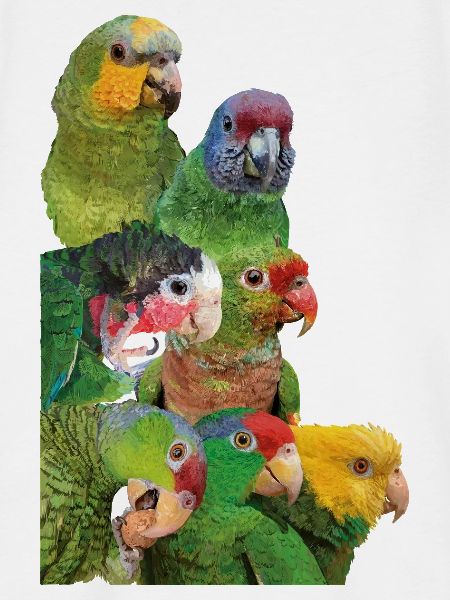 Amazonas-Papageien