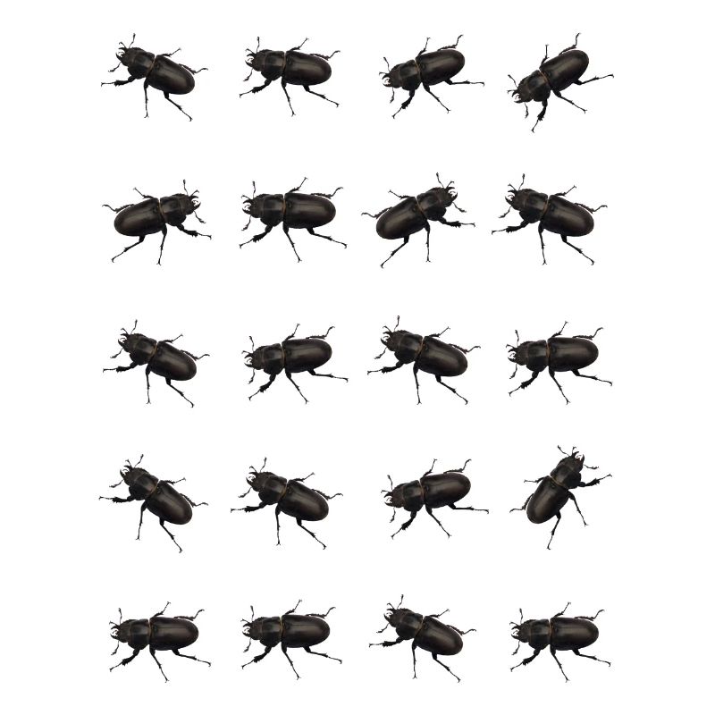 Stag Pattern