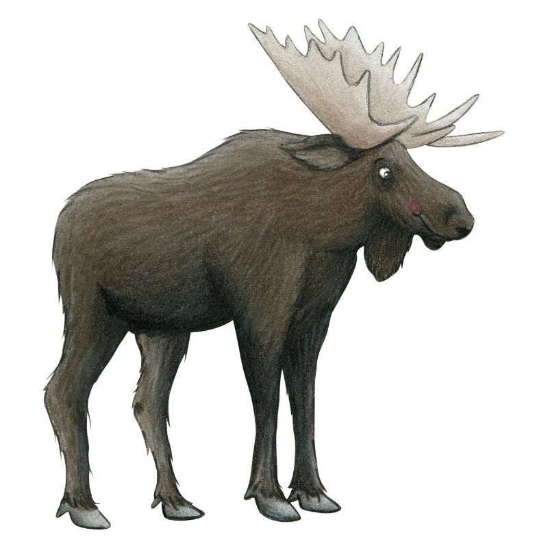 Moose