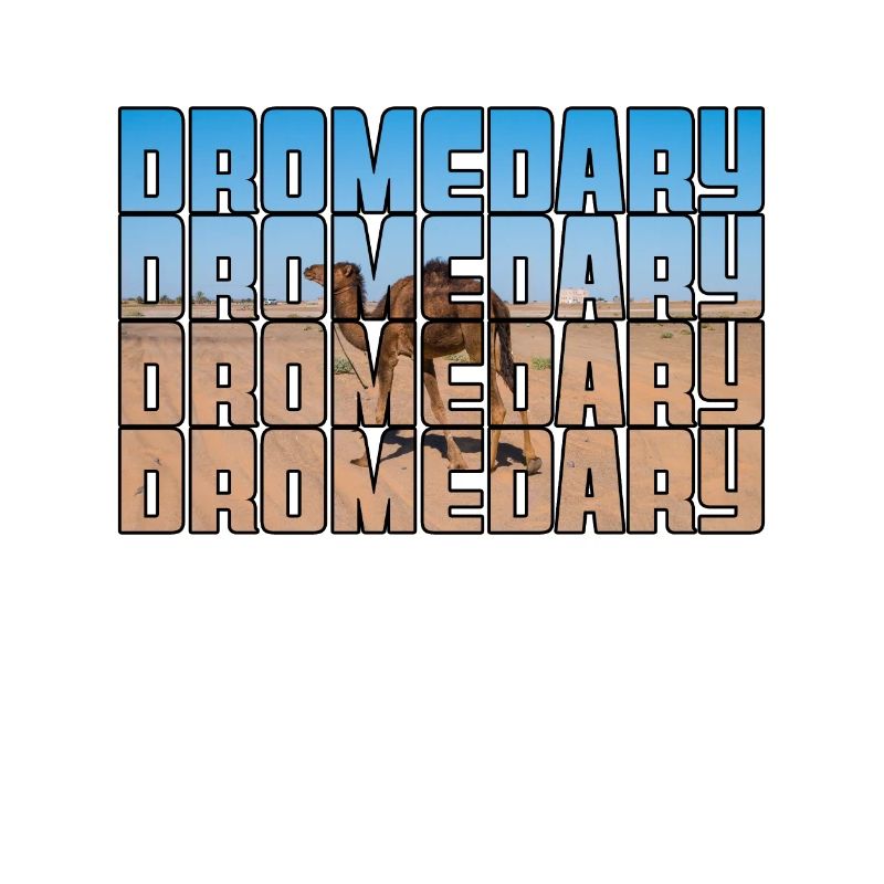 Dromedary