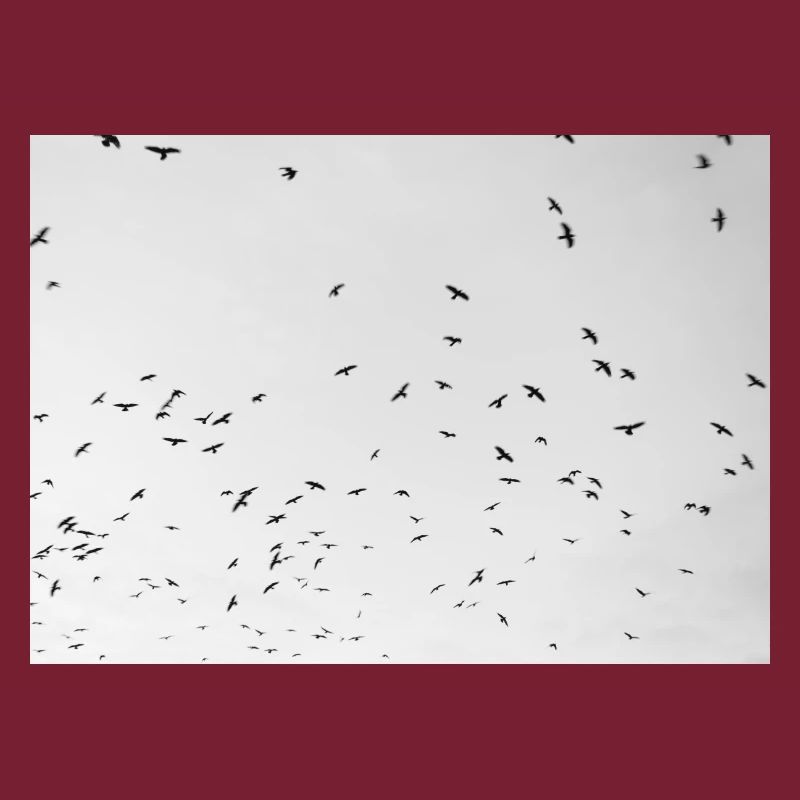 Excited crows with a cloudy sky