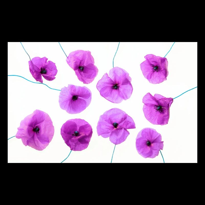 MOHNBLUME Lila
