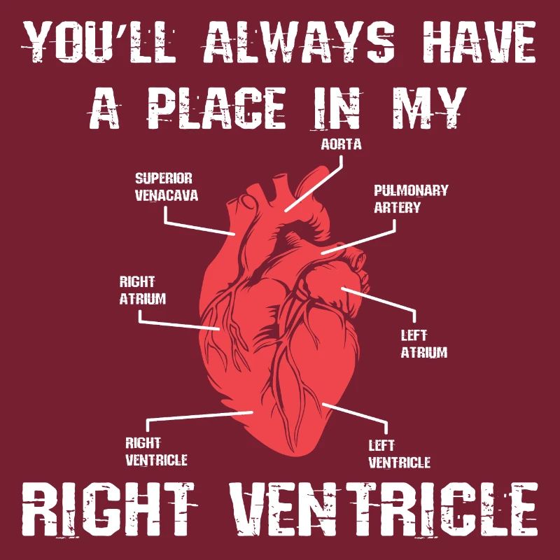 Herz Anatomie