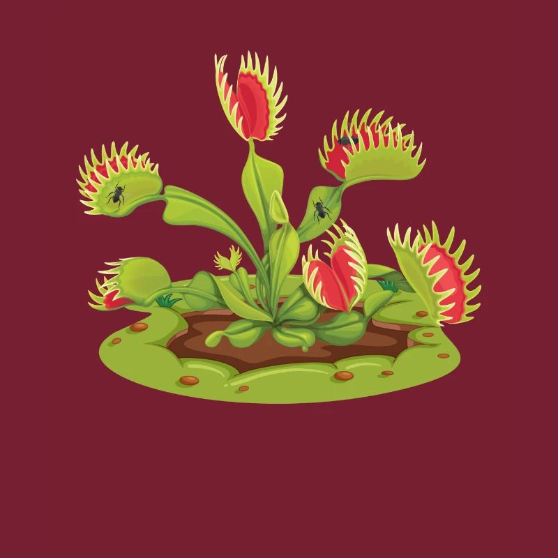 Venus Flytrap Carnivorous