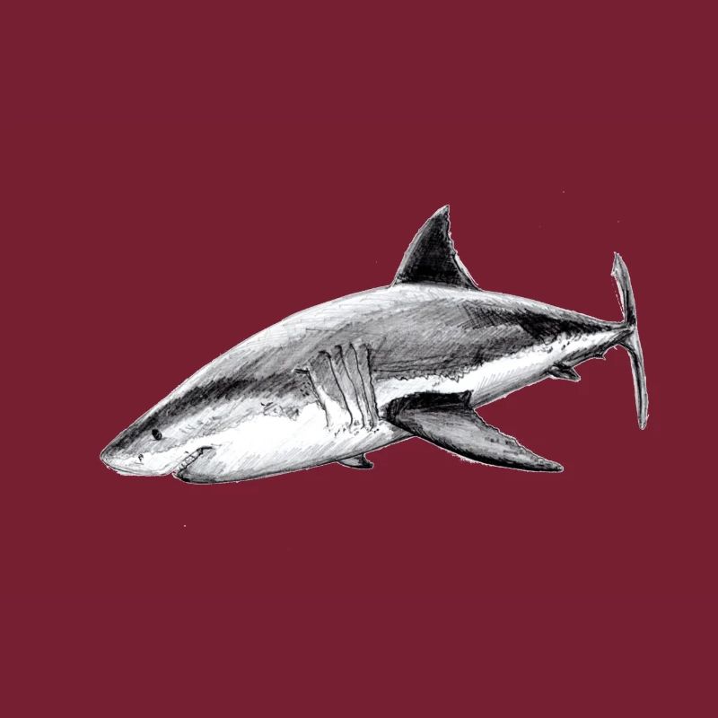 Grand requin blanc - Requin blanc