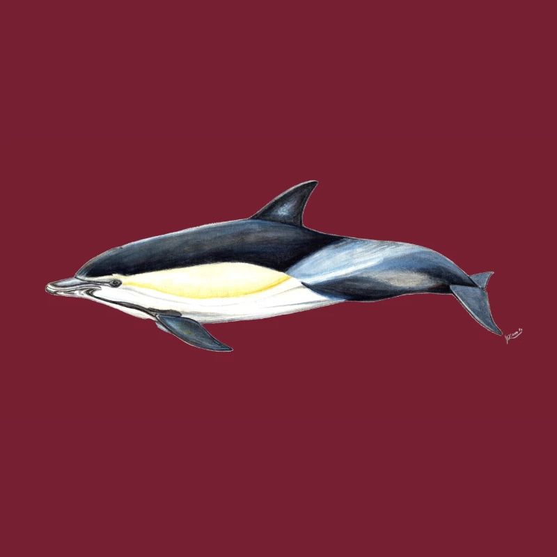Dauphin commun - Dauphin commun - Delfin commun