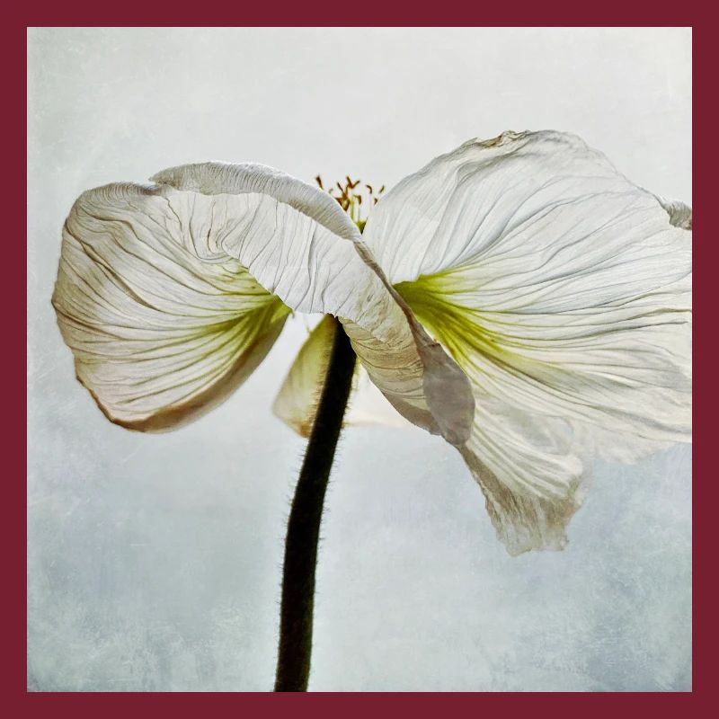 Fleur de pavot blanc