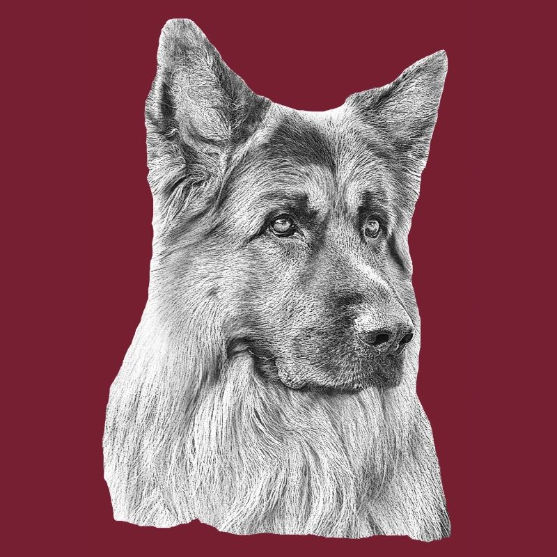 Old German Shepherd German Shepherd