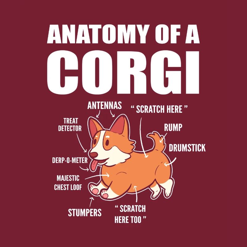 Anatomie du corgi