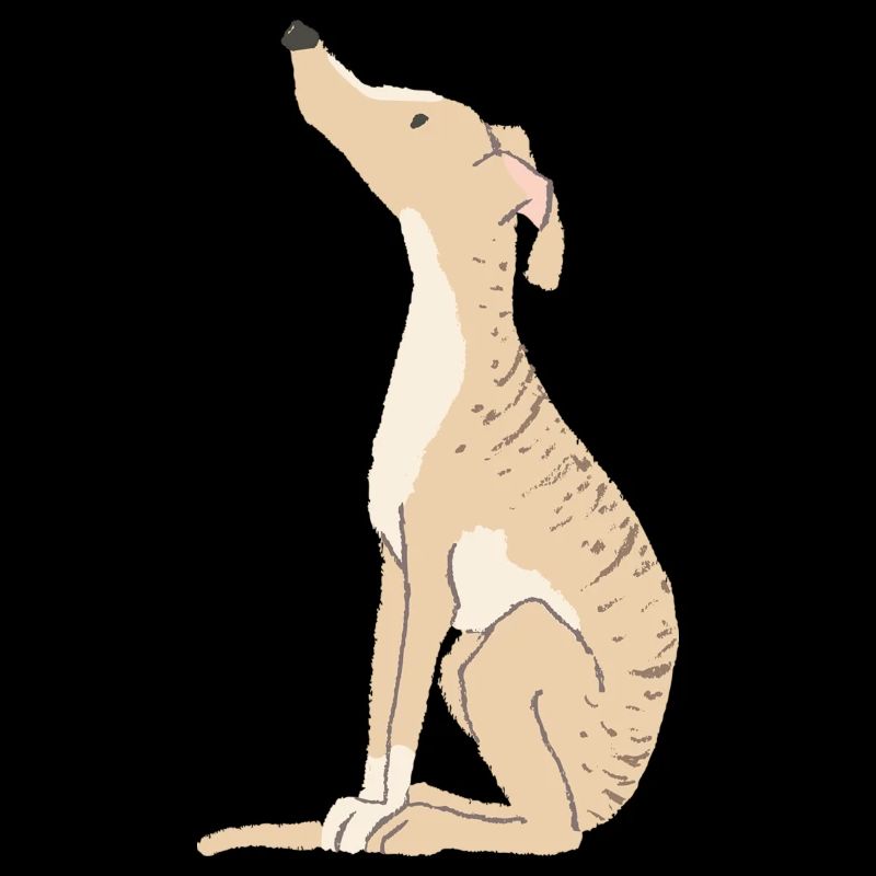 Brindle lévrier