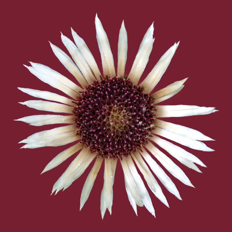 Silver Thistle