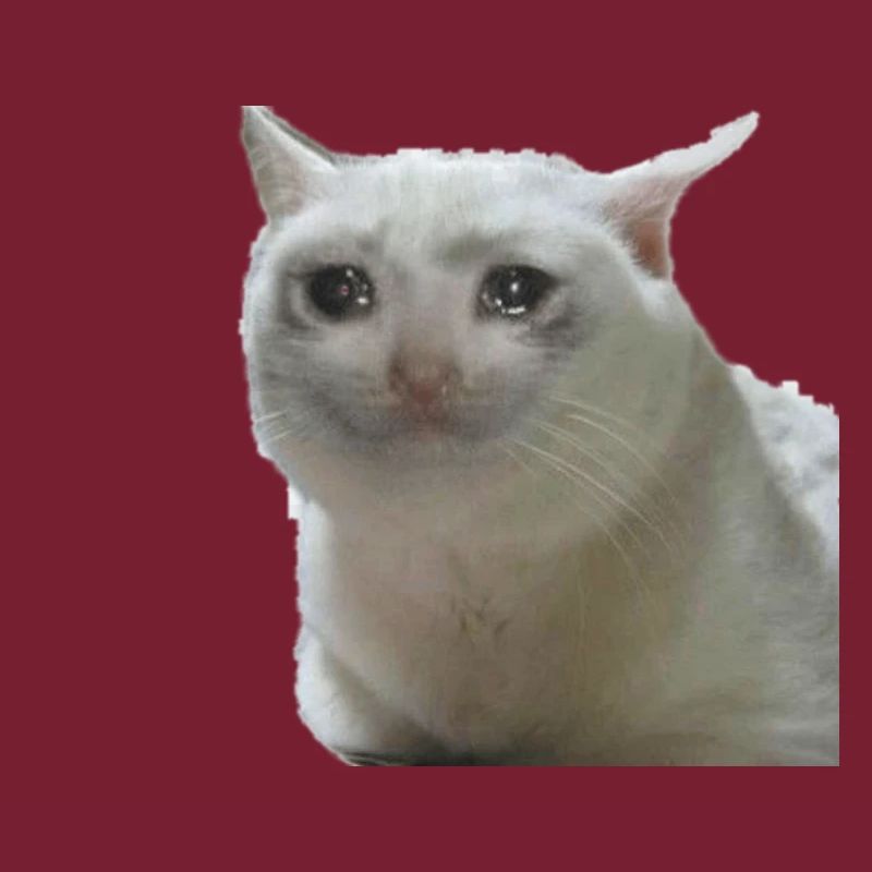 Meme cat
