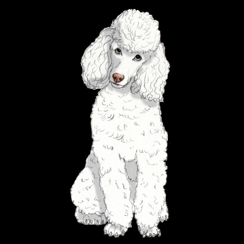 Caniche jouet blanc
