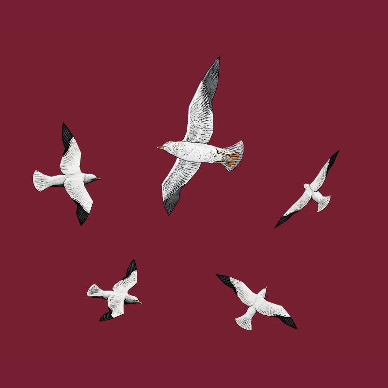 Seagulls, gulls, terns, seabirds