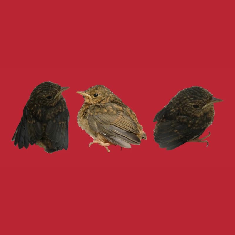 Rotkehlchen Ästlinge