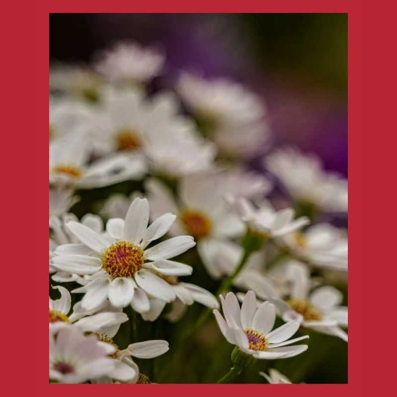 Gänseblümchen Blumen