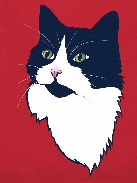 Mitternachts-Tuxedo-Katzenporträt