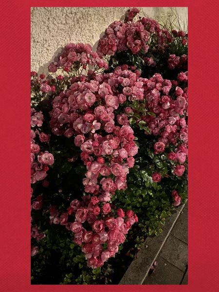 Rosenblüte im Garten