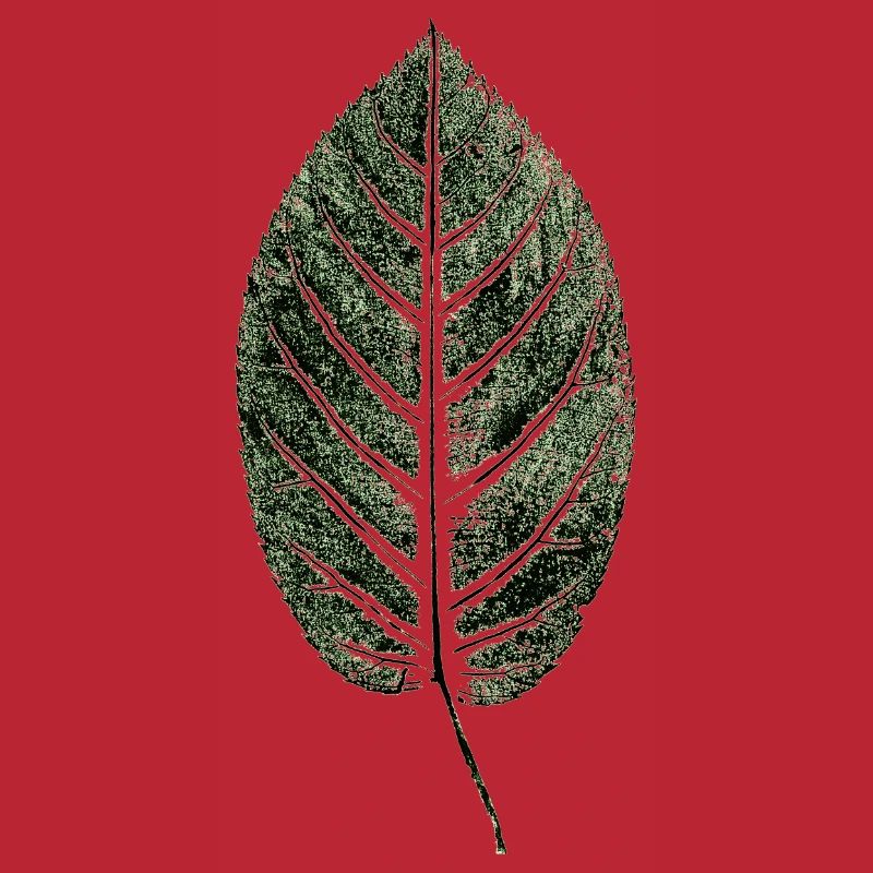 Beech Sheet / Leaf / GREEN
