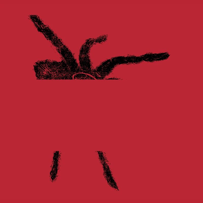 Spinne - Spinne