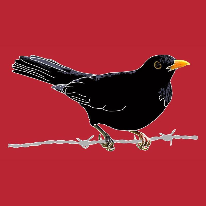 Blackbird on barbed wire