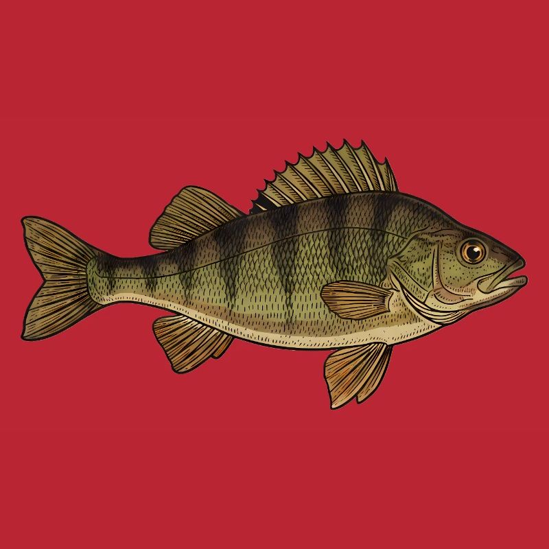 Realistic Perch Fish Vector