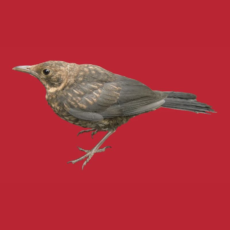 Amsel Jungvogel