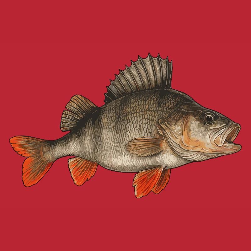 Perch Perch Perch Perch Fishing Perch Perch Perch