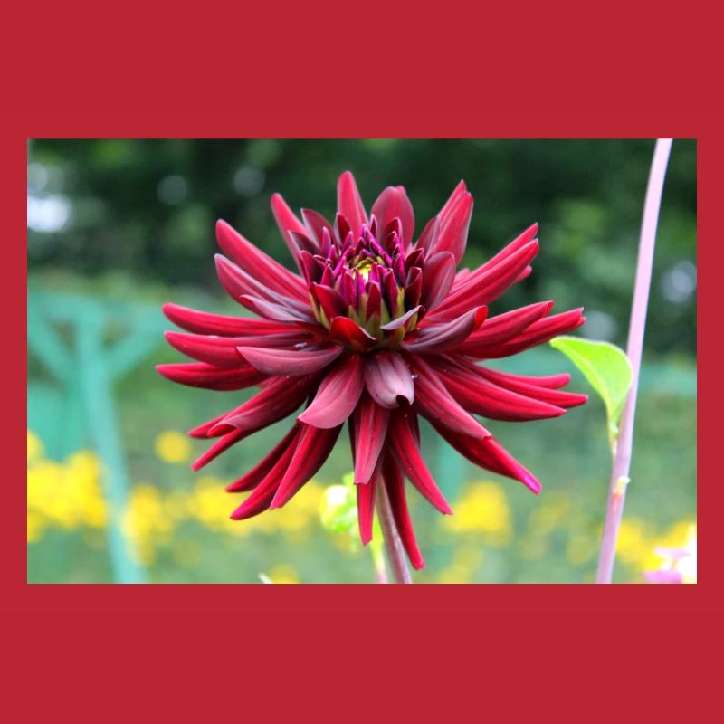 Fleur, Rouge, Fleur Rouge