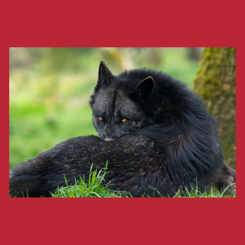 Schwarzer Wolf in Ruhe