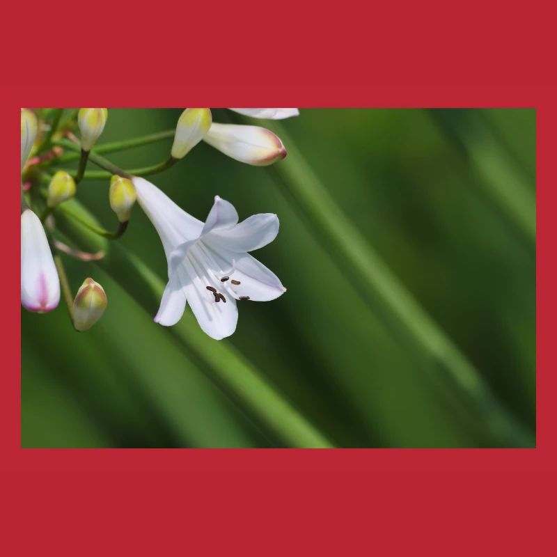 Macro de la fleur de lys blanc
