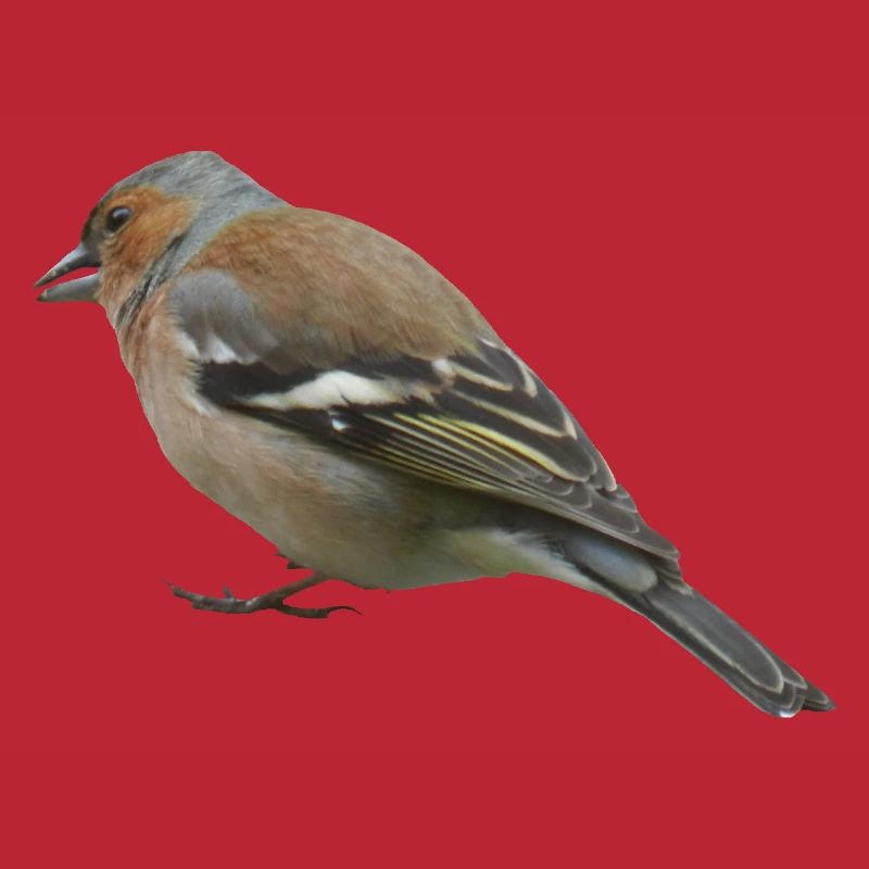 Buchfink (seitlich)