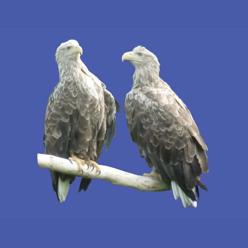 Pygargue à queue blanche