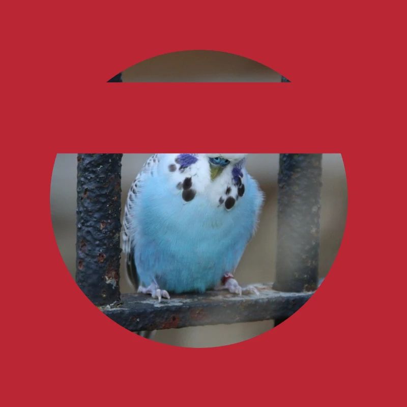 Blue budgerigar budgerigars