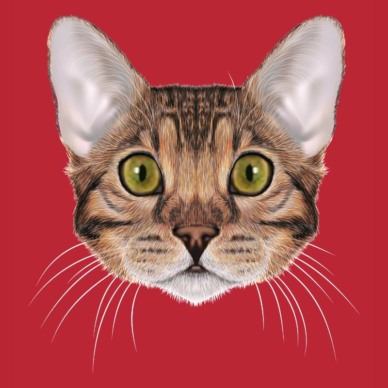 Chat du Bengale