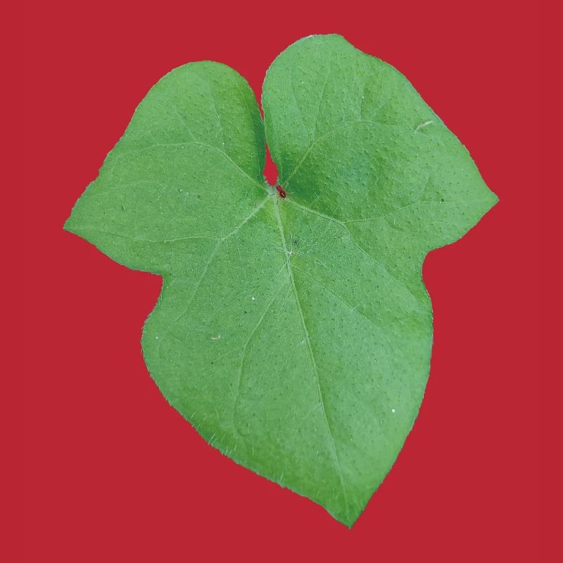 Green_Leaf_-_Tiny_Red_Spider