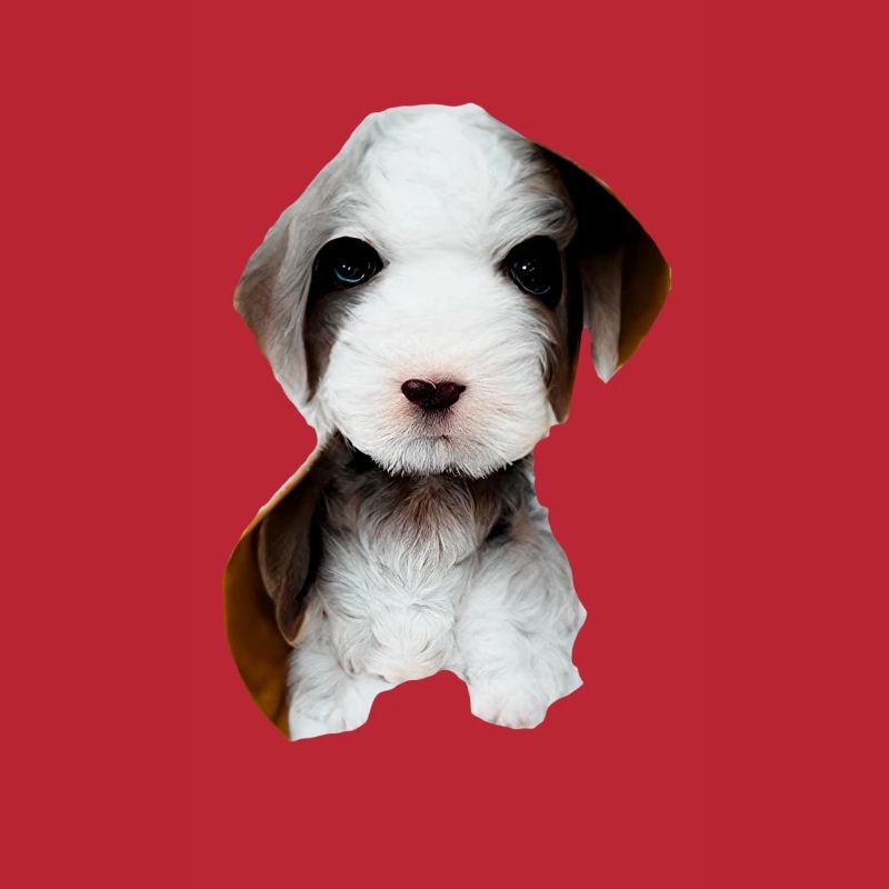 Chiots