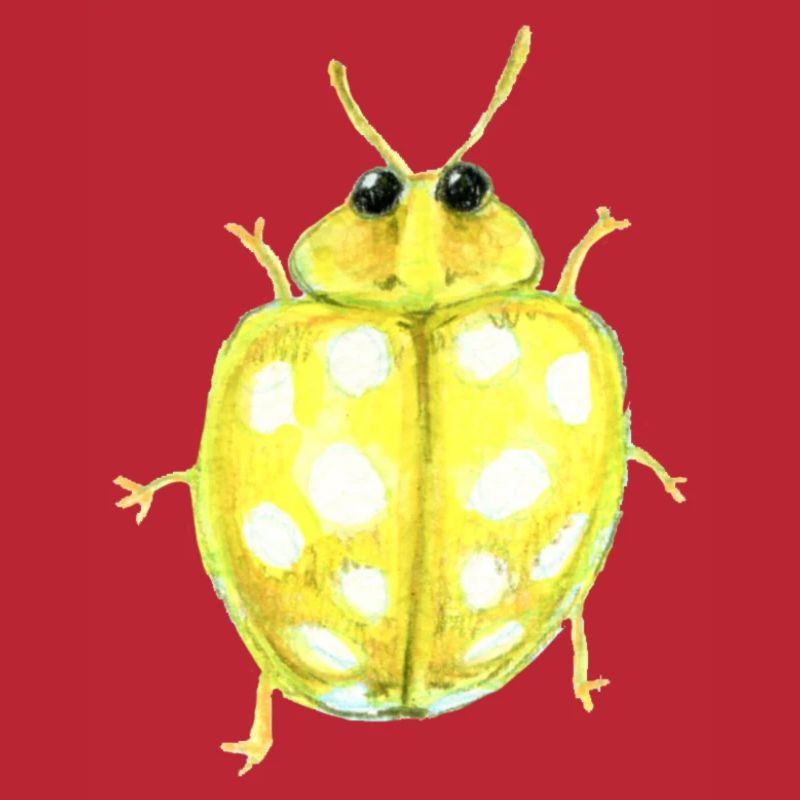 Coccinelle champignon à seize points