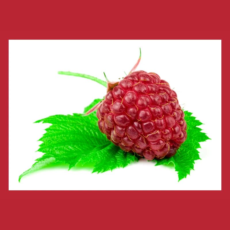 Himbeere. raspberry
