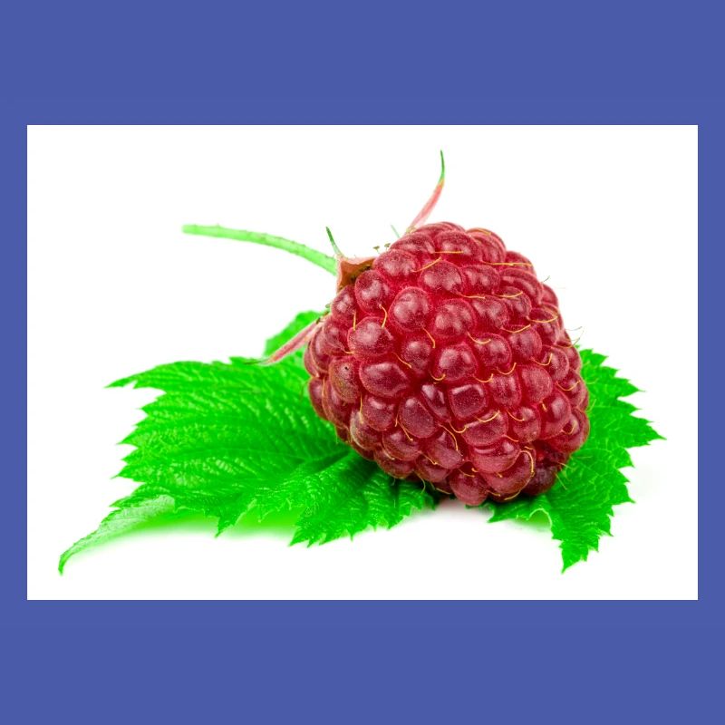 Himbeere. raspberry