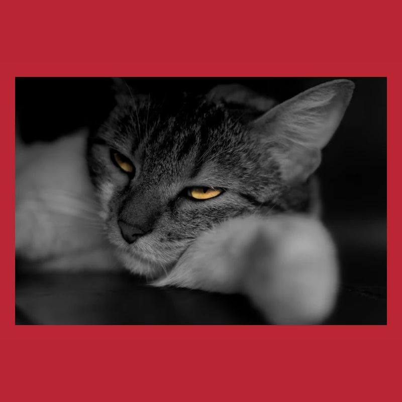 Die Katze mit dem schrecklichen Blick