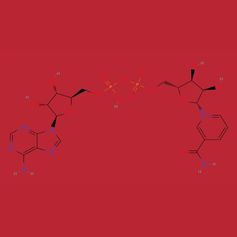 Nicotinamide adenine dinucleotide Molecule - Couleur
