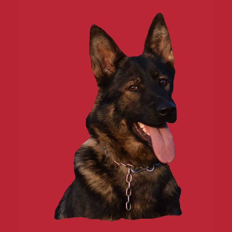 Hund Gassi Schäferhund Deutscher Schäferhund grau